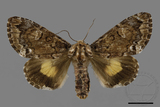 ǦW:Trisuloides sericea