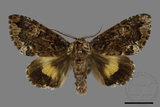 ǦW:Trisuloides sericea