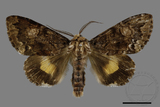 ǦW:Trisuloides sericea