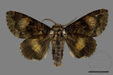 ǦW:Trisuloides sericea