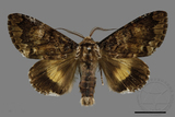 ǦW:Trisuloides sericea