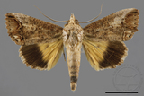 ǦW:Hypocala biarcuata