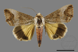 ǦW:Hypocala biarcuata