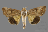 ǦW:Hypocala biarcuata