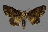 ǦW:Trisuloides sericea