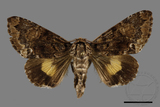 ǦW:Trisuloides sericea