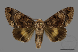 ǦW:Trisuloides sericea