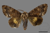 ǦW:Trisuloides sericea