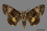 ǦW:Trisuloides sericea