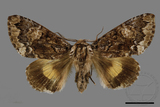 ǦW:Trisuloides sericea