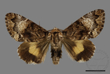 ǦW:Trisuloides sericea