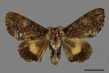 ǦW:Trisuloides sericea