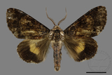 ǦW:Trisuloides sericea