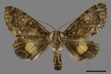 ǦW:Trisuloides sericea