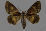 ǦW:Trisuloides sericea