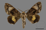 ǦW:Trisuloides sericea