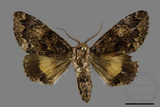 ǦW:Trisuloides sericea