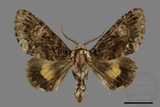 ǦW:Trisuloides sericea