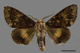 ǦW:Trisuloides sericea