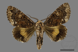 ǦW:Trisuloides sericea