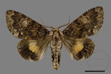 ǦW:Trisuloides sericea