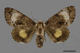 ǦW:Trisuloides sericea