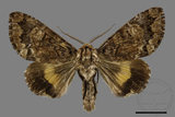 ǦW:Trisuloides sericea