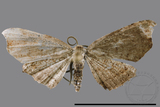 ǦW:Chundana emarginata