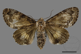 ǦW:Trisuloides sericea