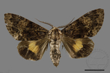 ǦW:Trisuloides sericea