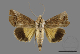 ǦW:Hypocala biarcuata