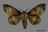 ǦW:Trisuloides sericea