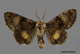 ǦW:Trisuloides sericea