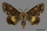 ǦW:Trisuloides sericea