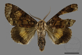 ǦW:Trisuloides sericea