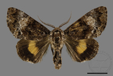 ǦW:Trisuloides sericea