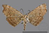 ǦW:Chundana emarginata