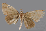 ǦW:Phazaca sp.