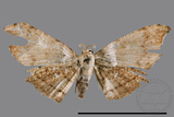 ǦW:Chundana emarginata