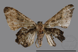 ǦW:Monobolodes pernigrata