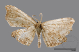 ǦW:Chundana emarginata