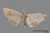 ǦW:Chundana emarginata