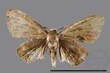 ǦW:Phazaca sp.