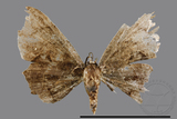 ǦW:Phazaca sp.