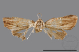 ǦW:Noctuidae sp.