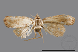 ǦW:Noctuidae sp.