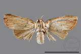 ǦW:Noctuidae sp.