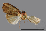 ǦW:Noctuidae sp.