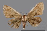 ǦW:Phazaca sp.