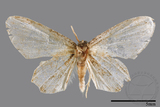 ǦW:Epipleminae sp.